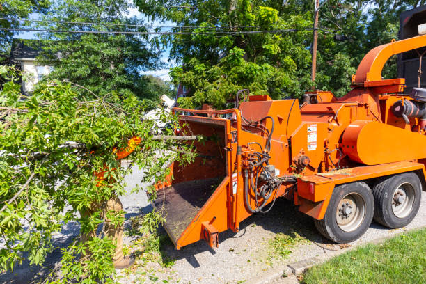 The Steps Involved in Our Tree Care Process in Rancho Palos Verdes, CA